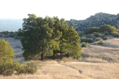 DSC_5560 (Large).JPG